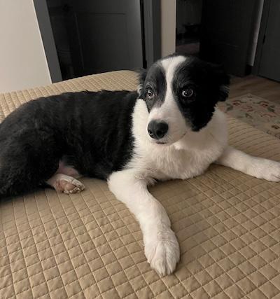 Enlarge Ollie, an adopted Border Collie in Palmyra, VA image 1/3