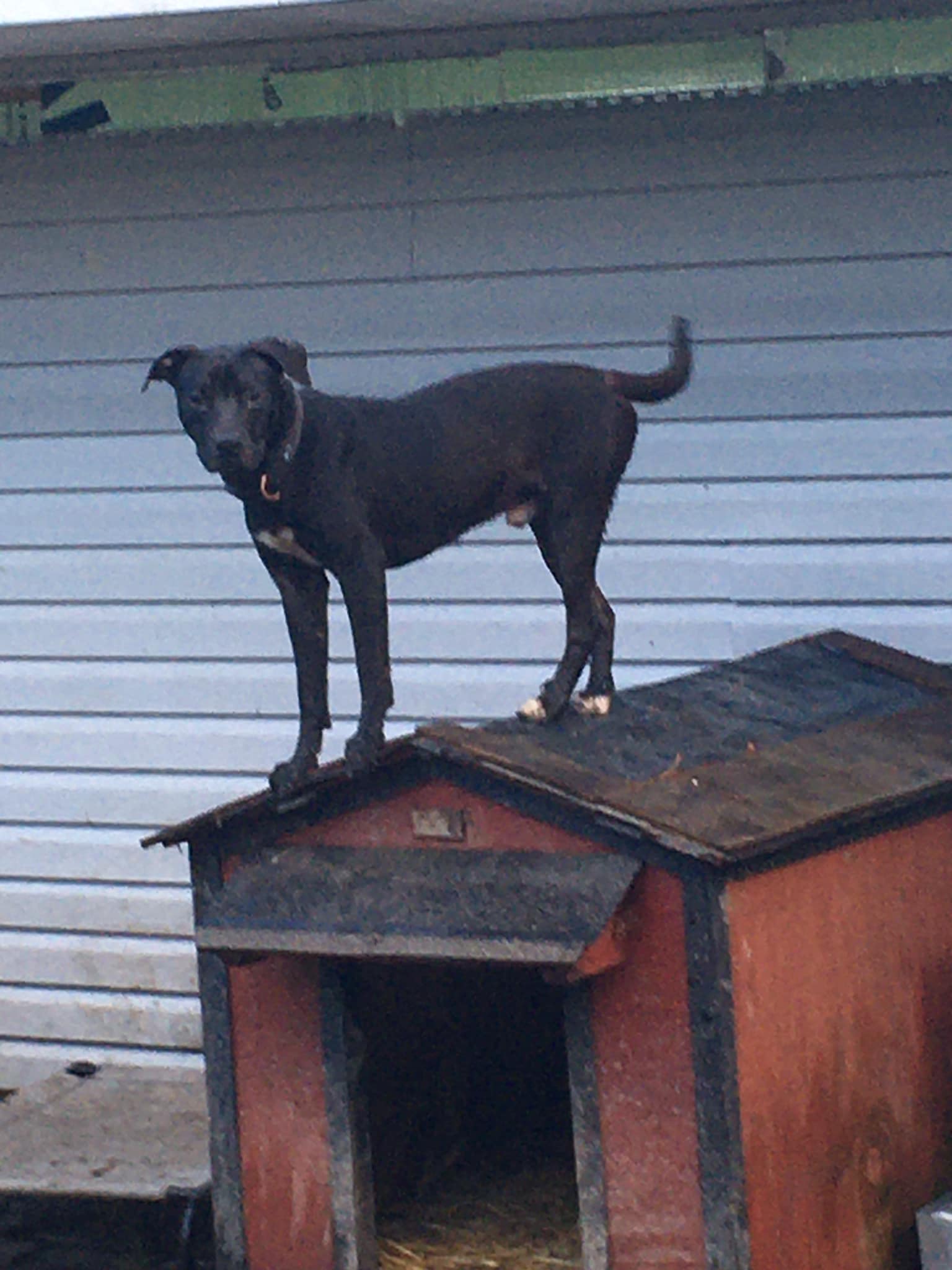 Enlarge Maxie, a Adoptable Terrier in Pine Bluff, AR image 2/4
