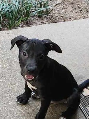 Enlarge Maxie, a Adoptable Terrier in Pine Bluff, AR image 3/4