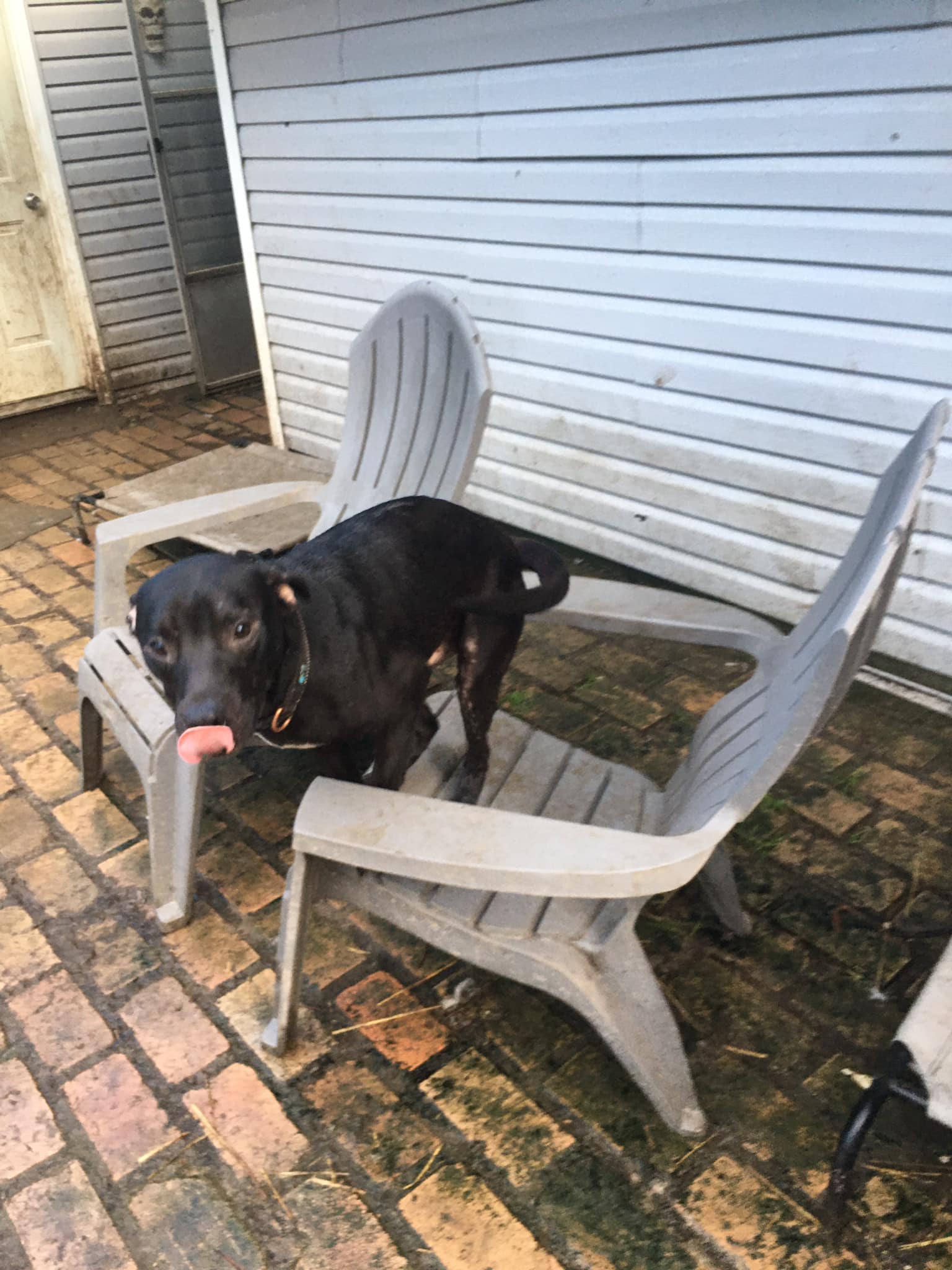 Enlarge Maxie, a Adoptable Terrier in Pine Bluff, AR image 4/4