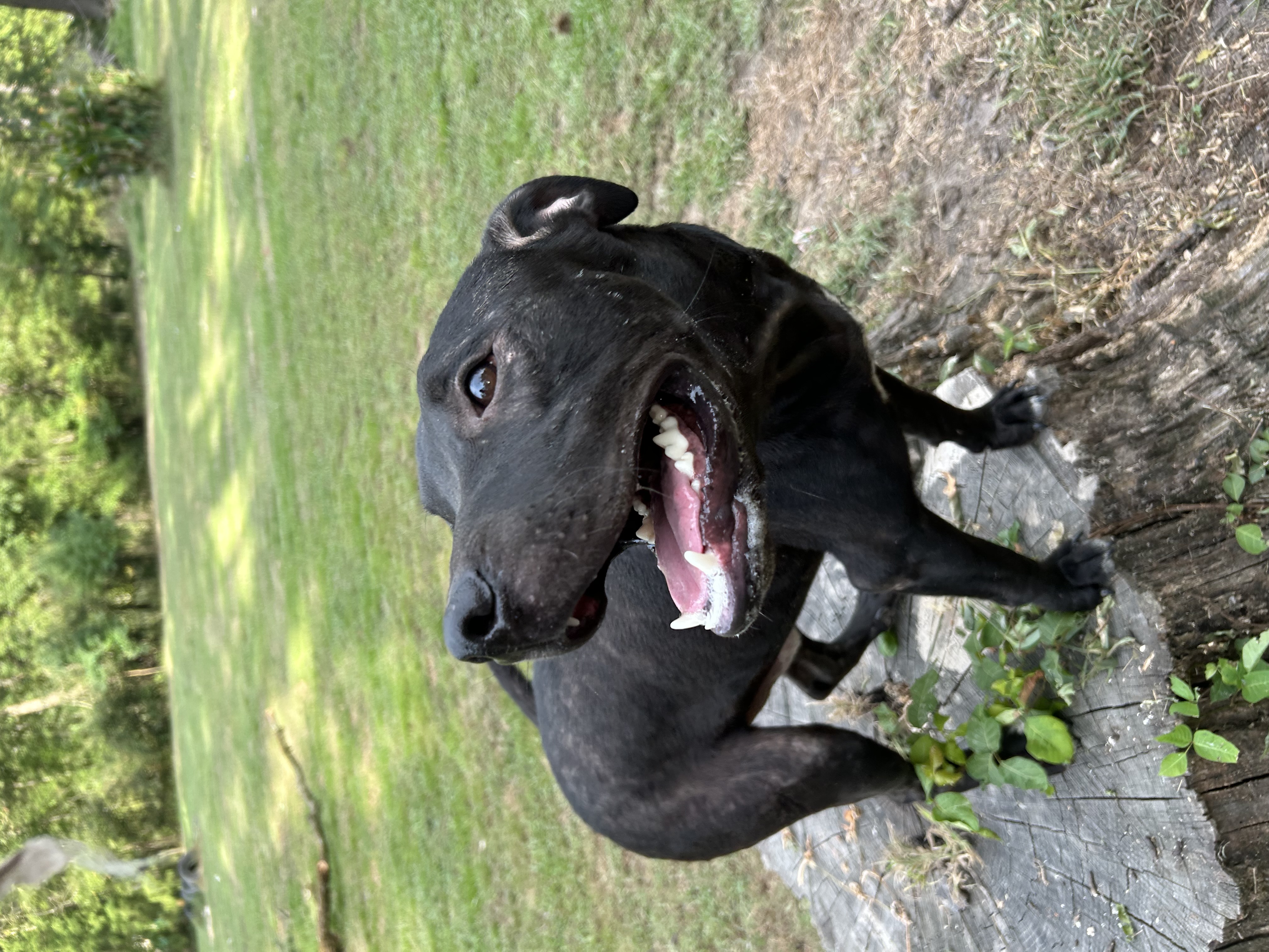 Enlarge Maxie, a Adoptable Terrier in Pine Bluff, AR image 1/4
