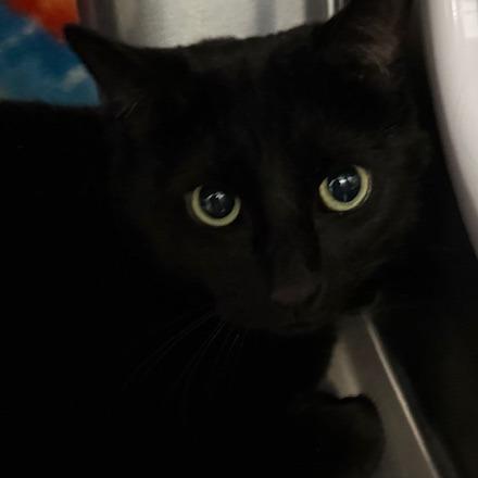 Enlarge Onyx, a Adoptable Domestic Medium Hair in Las Vegas, NV image 1/1