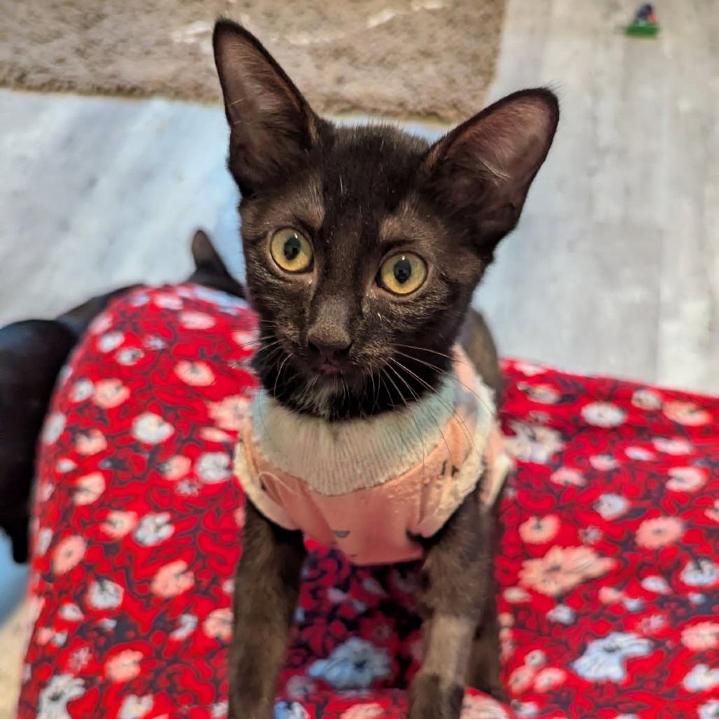 Hershey, Adoptable, Young Female Domestic Short Hair.