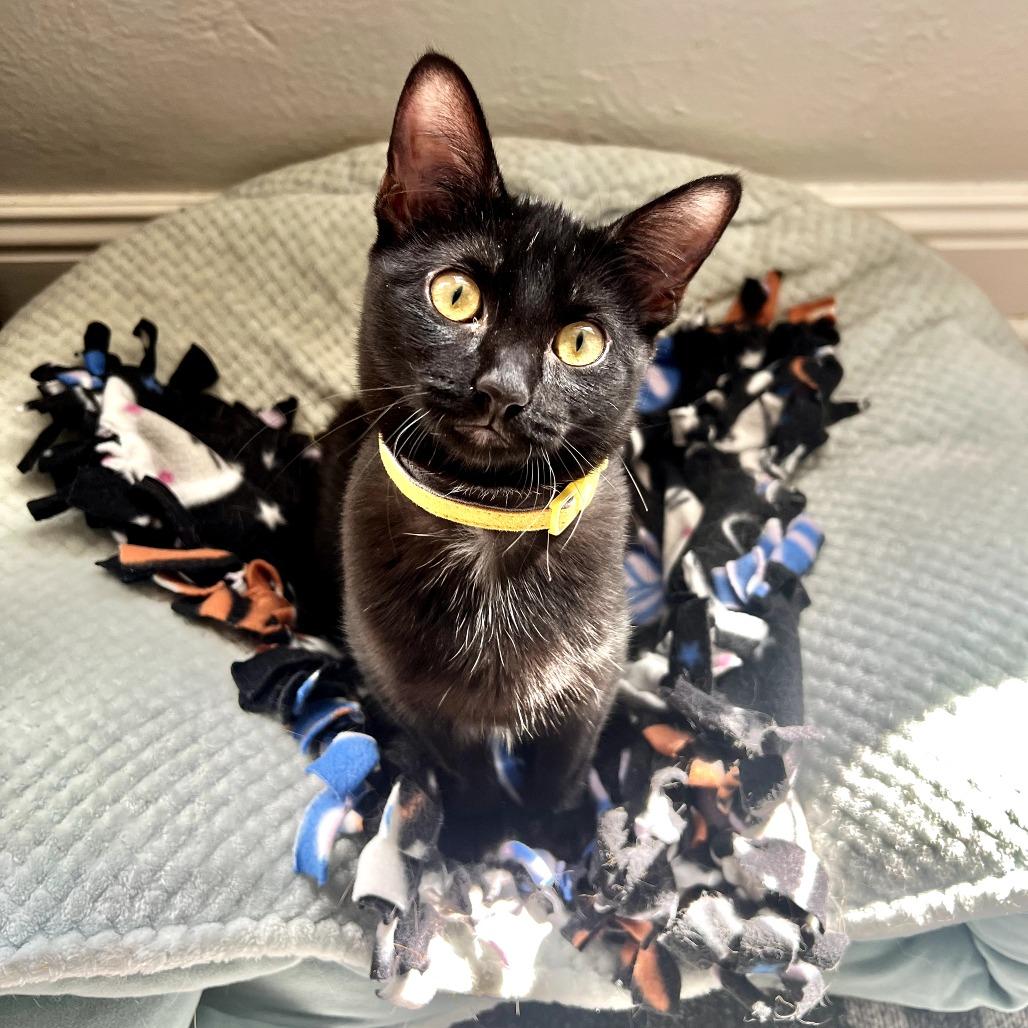 Enlarge Hershey, a Adoptable Domestic Short Hair in St. Louis, MO image 2/5