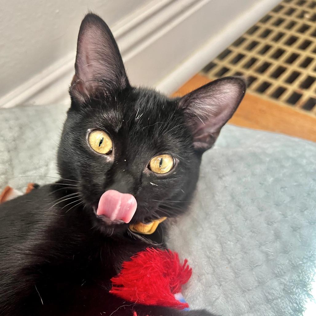 Enlarge Hershey, a Adoptable Domestic Short Hair in St. Louis, MO image 3/5