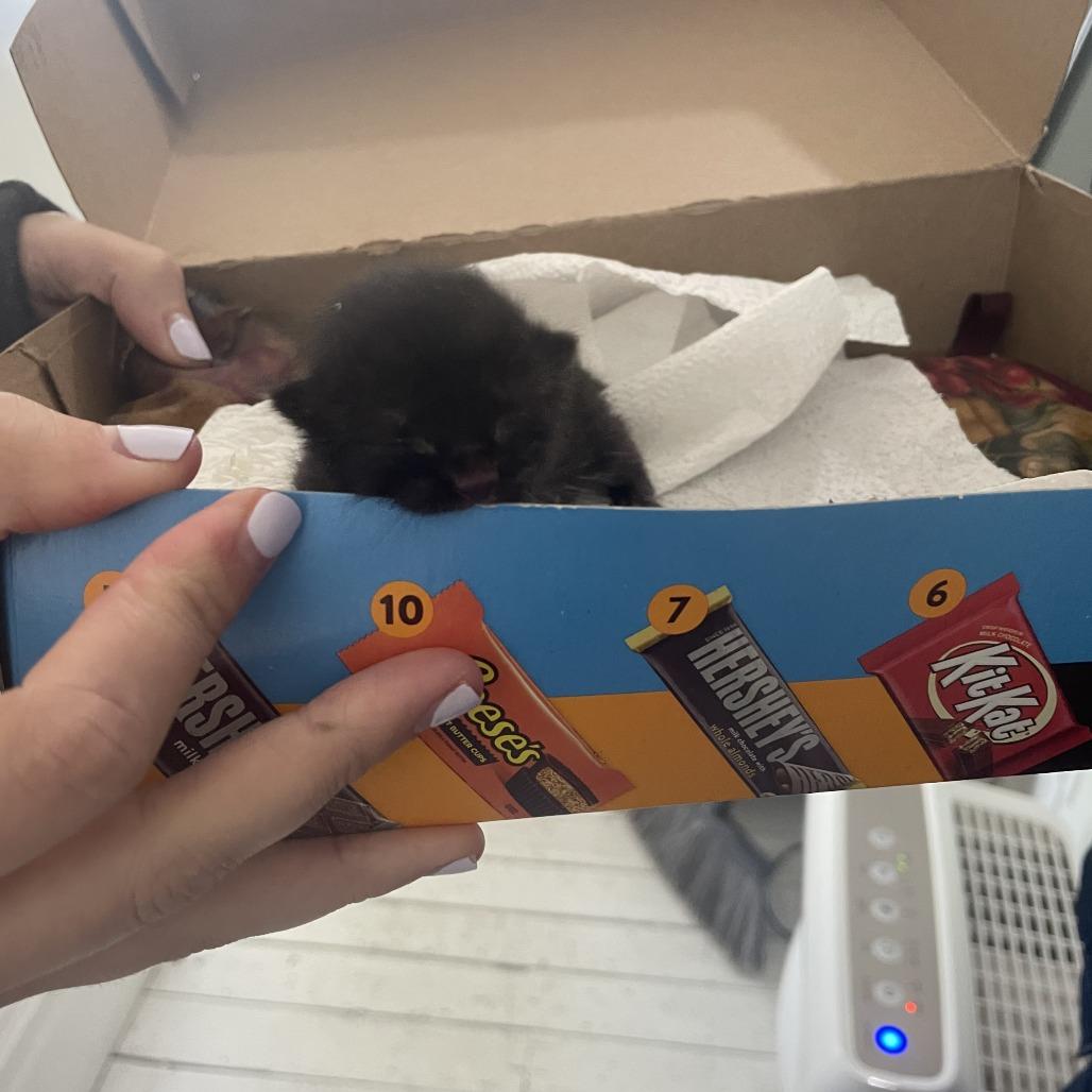 Enlarge Hershey, a Adoptable Domestic Short Hair in St. Louis, MO image 4/5