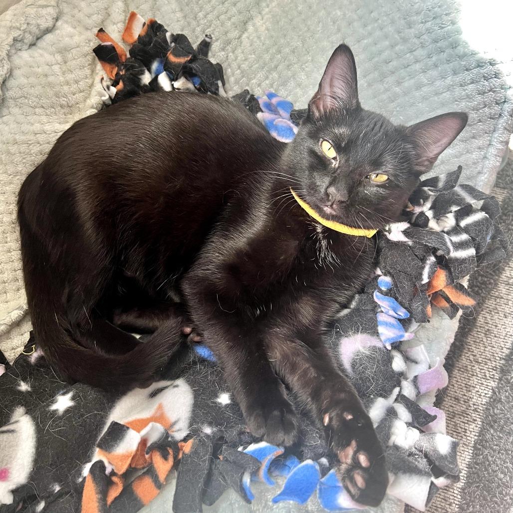 Enlarge Hershey, a Adoptable Domestic Short Hair in St. Louis, MO image 5/5