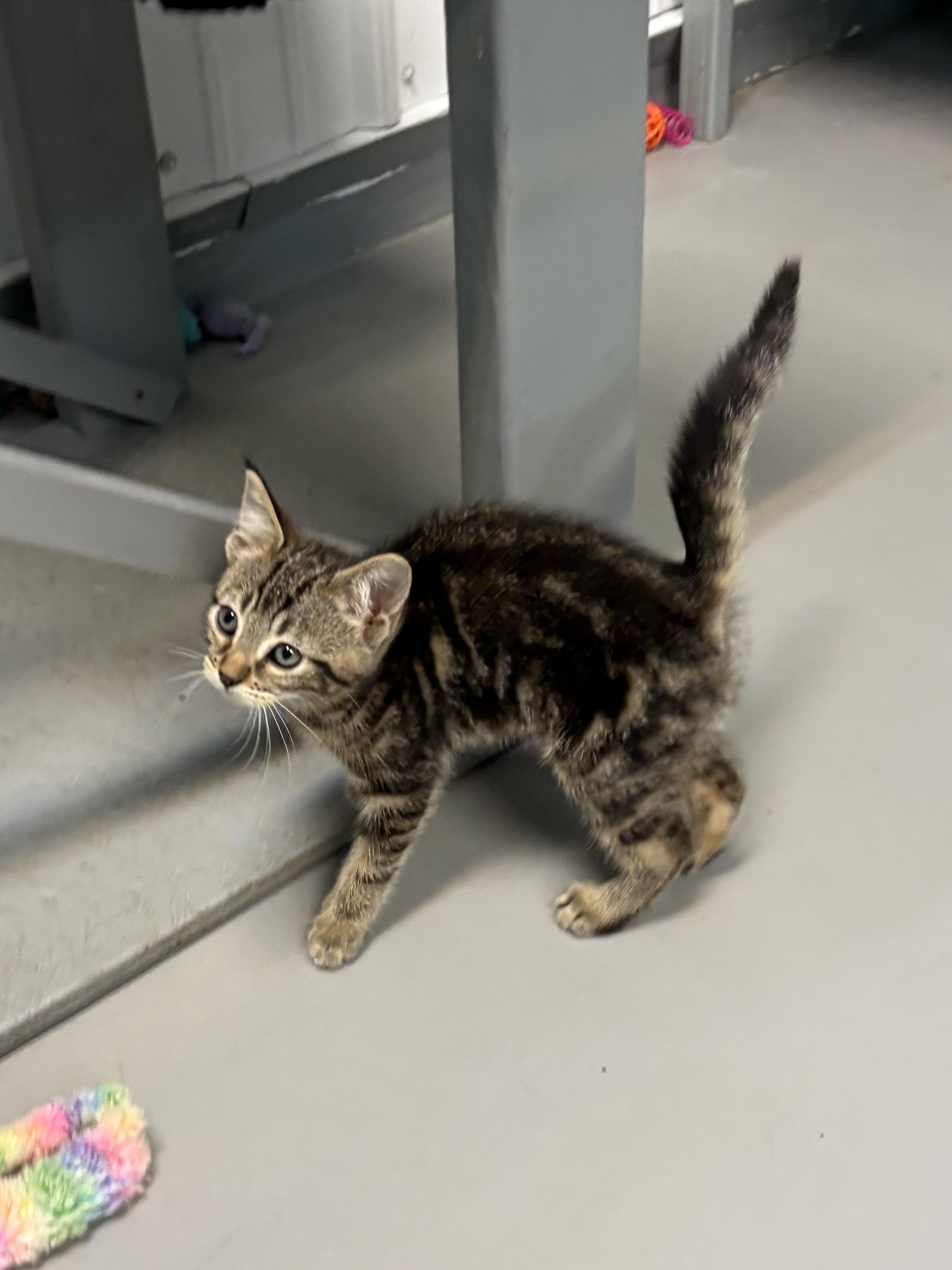 Enlarge Mia, a Adoptable American Shorthair in Big Rapids, MI image 1/3