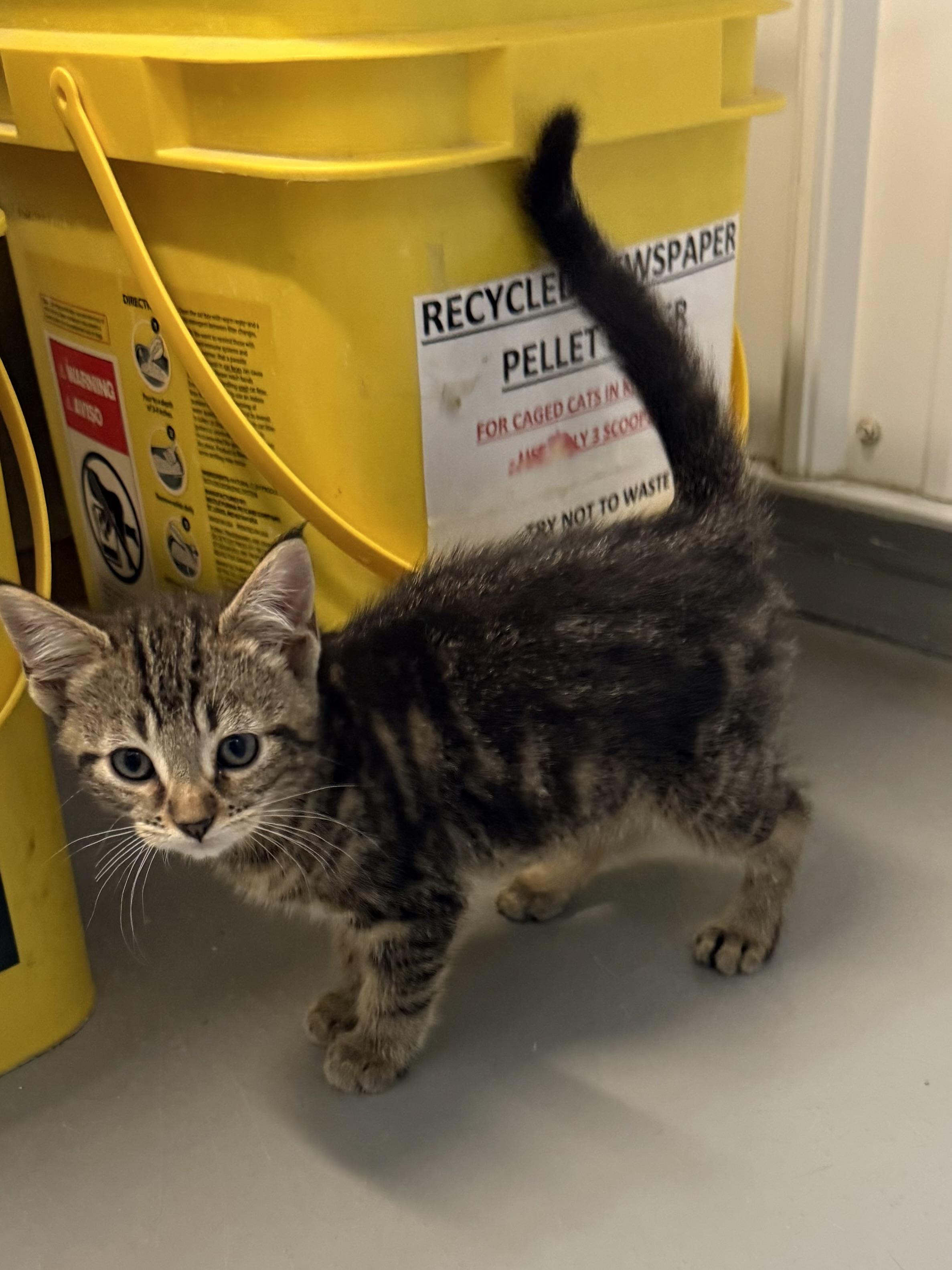 Enlarge Mia, a Adoptable American Shorthair in Big Rapids, MI image 3/3