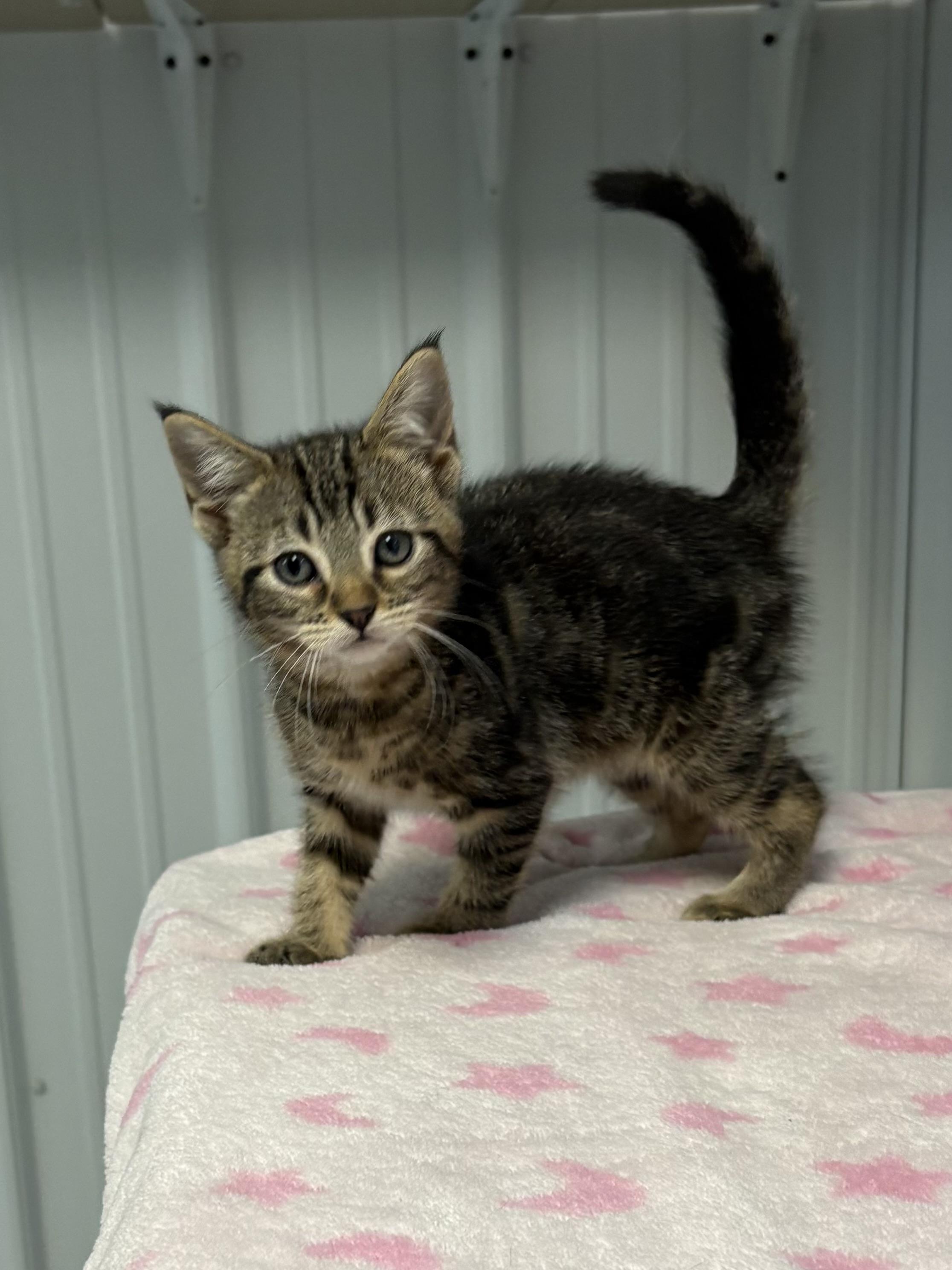 Enlarge Mia, a Adoptable American Shorthair in Big Rapids, MI image 2/3