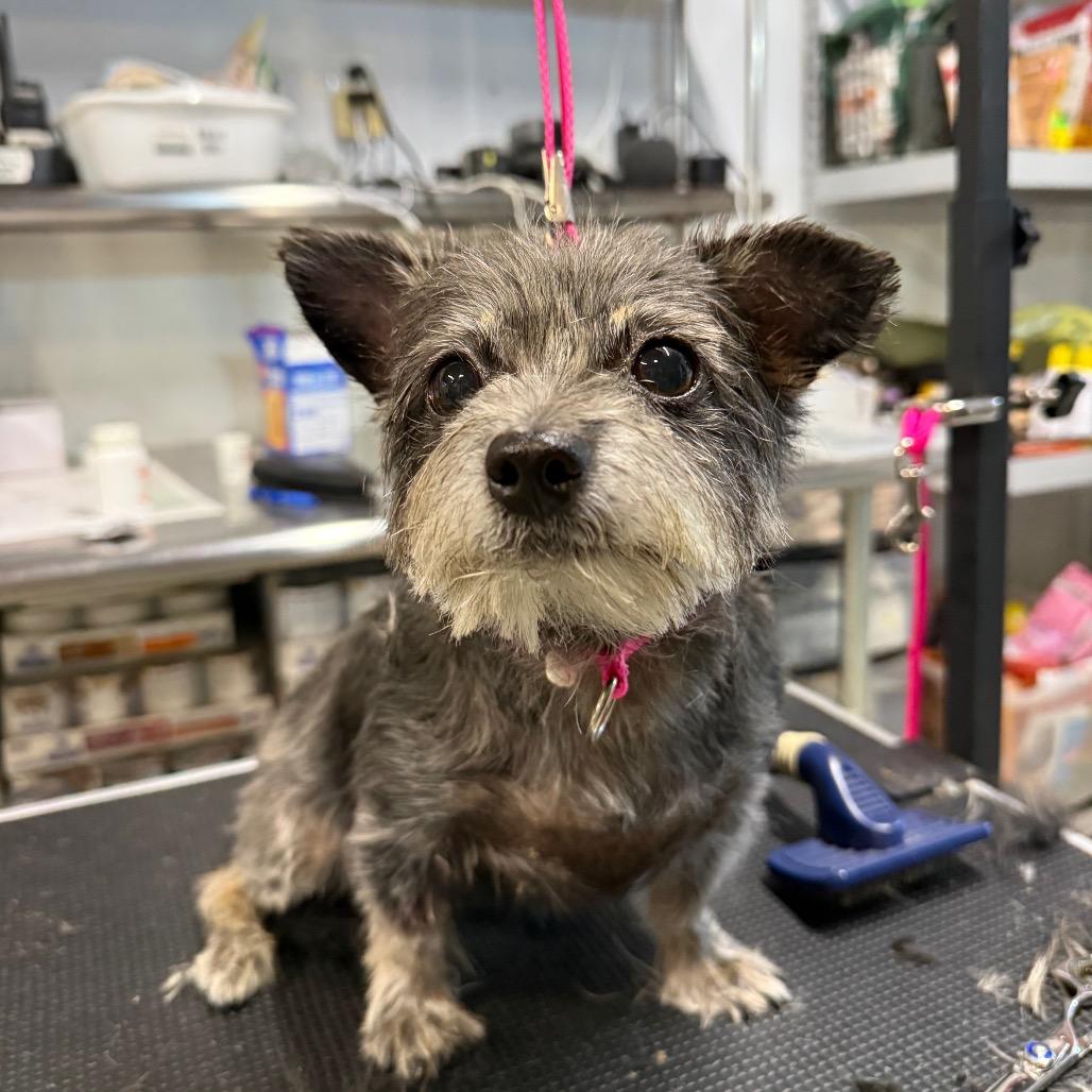 Suzie, Adoptable, Senior Female Mixed Breed & Miniature Schnauzer.