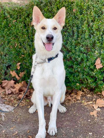 Enlarge Angelo, a Adoptable mixed breed in Newport Beach, CA image 5/5