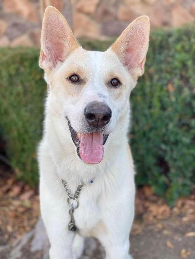 Enlarge Angelo, a Adoptable mixed breed in Newport Beach, CA image 4/5