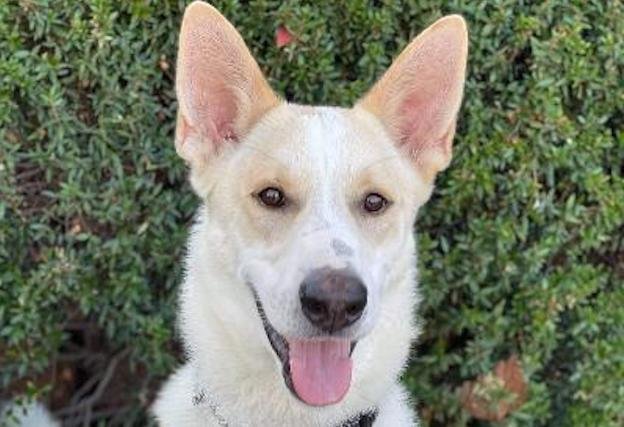 Enlarge Angelo, a Adoptable mixed breed in Newport Beach, CA image 1/5