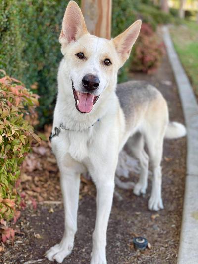 Enlarge Angelo, a Adoptable mixed breed in Newport Beach, CA image 2/5