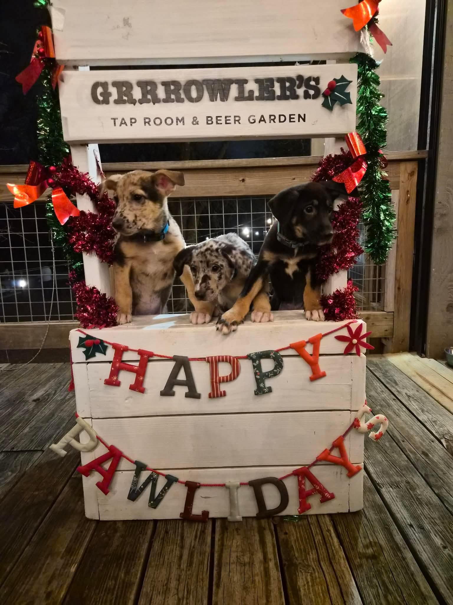 Enlarge Aurora , a Adoptable mixed breed in Dallas, TX image 3/6