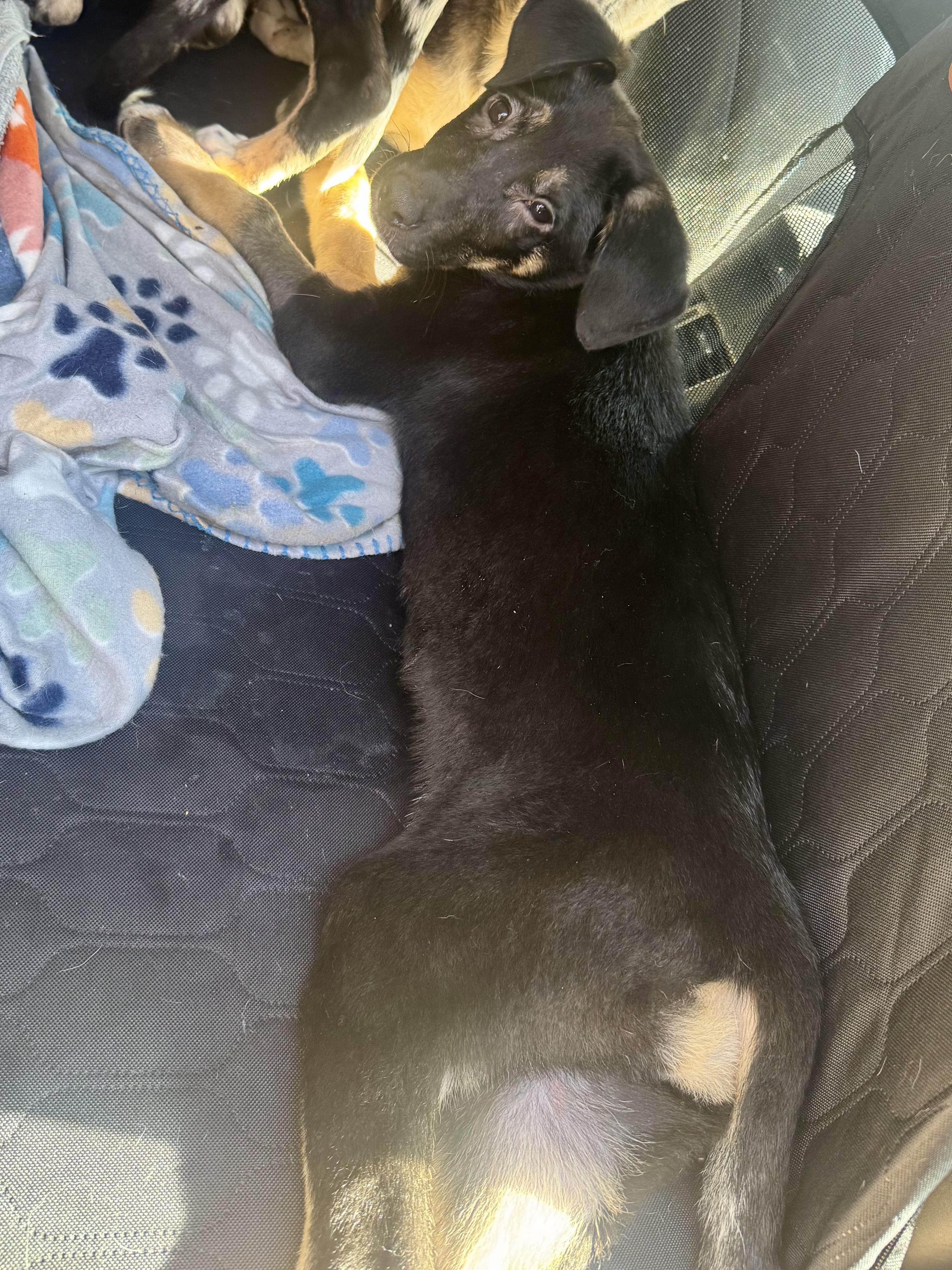 Enlarge Aurora , a Adoptable mixed breed in Dallas, TX image 4/6