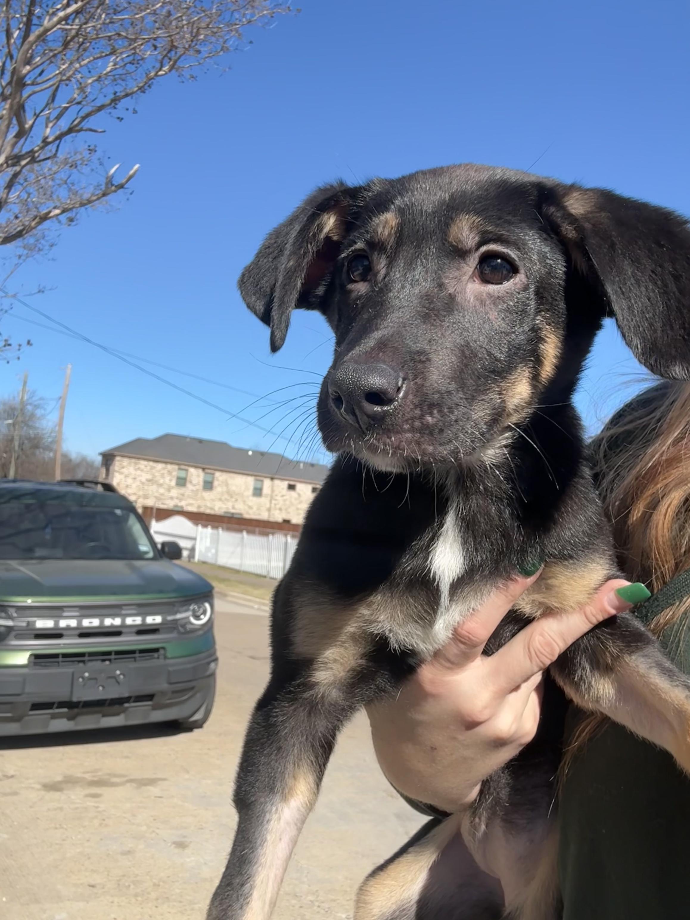 Aurora , Adoptable, Puppy Female Mixed Breed.