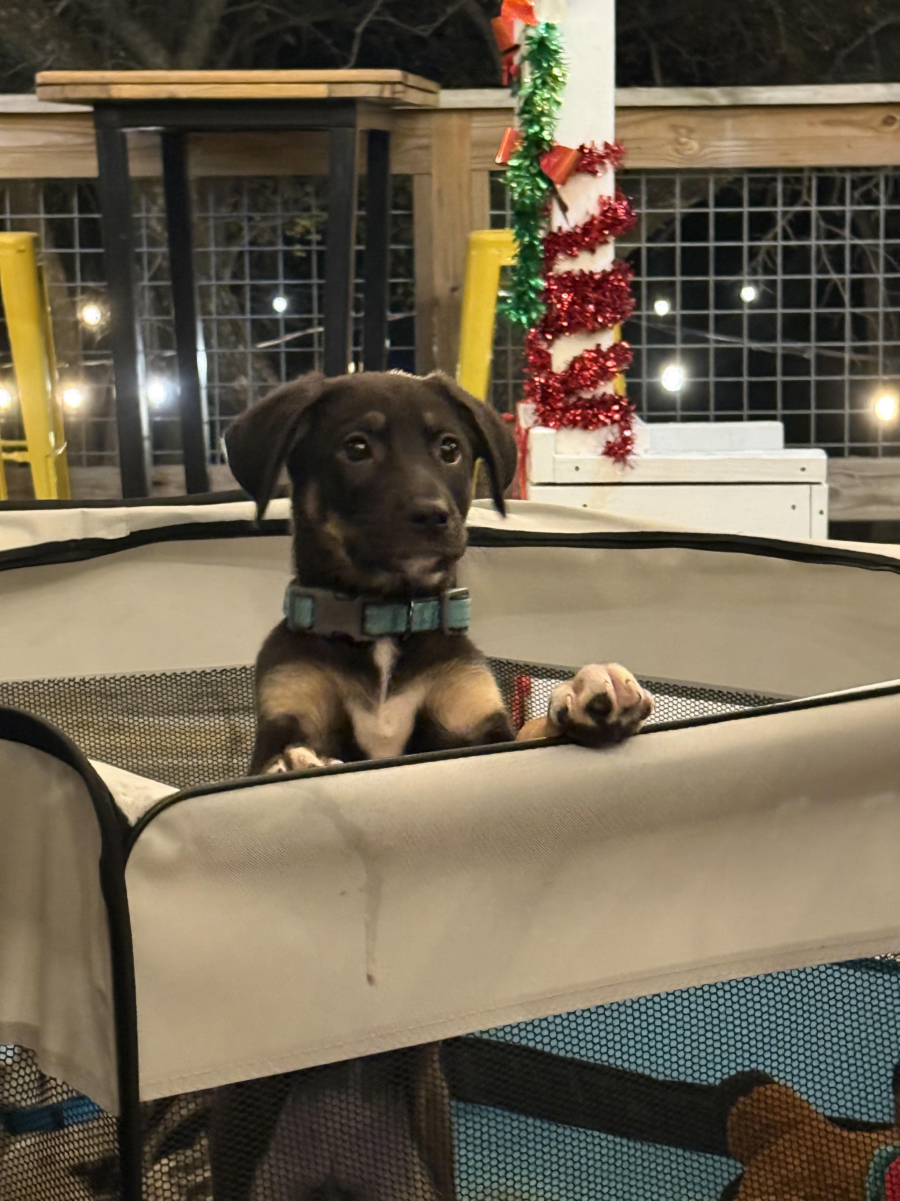 Enlarge Aurora , a Adoptable mixed breed in Dallas, TX image 2/6