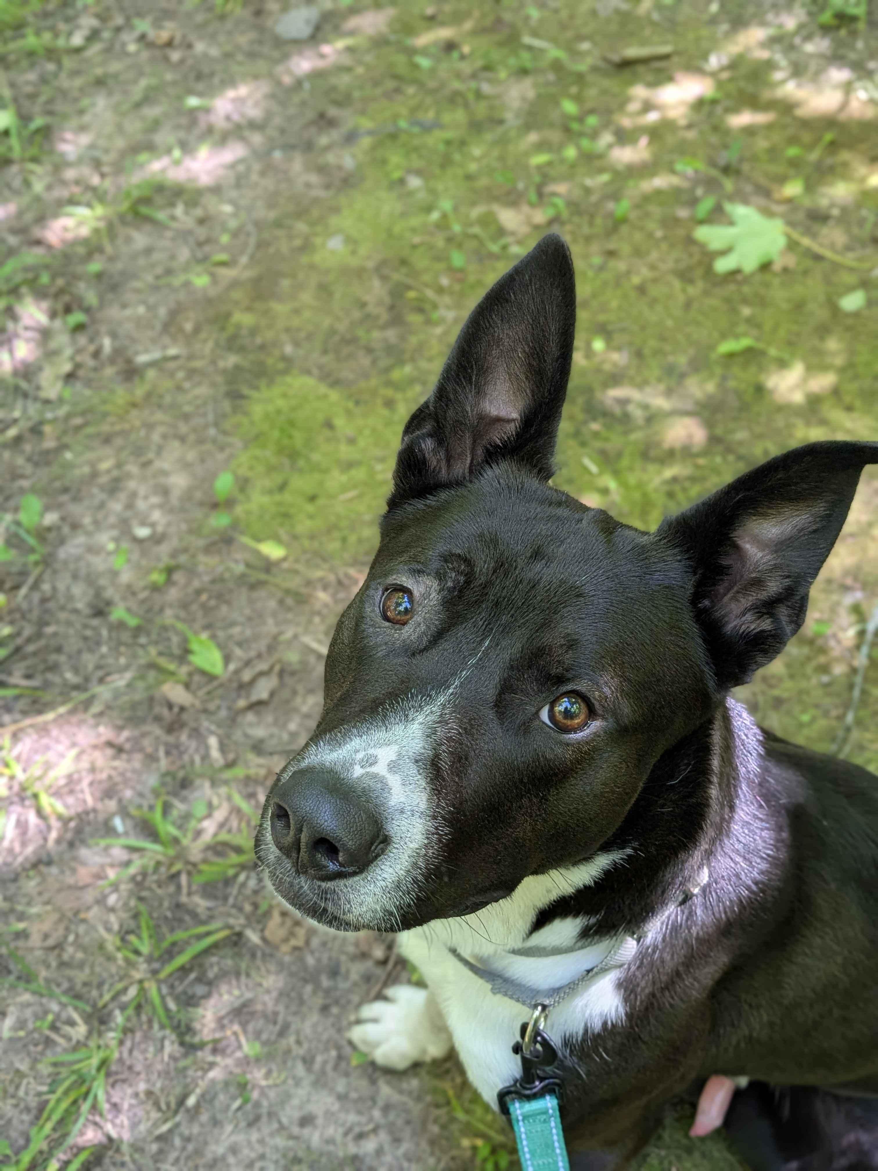 Enlarge Panda, a Adoptable Mixed Breed in Houghton, MI image 2/4