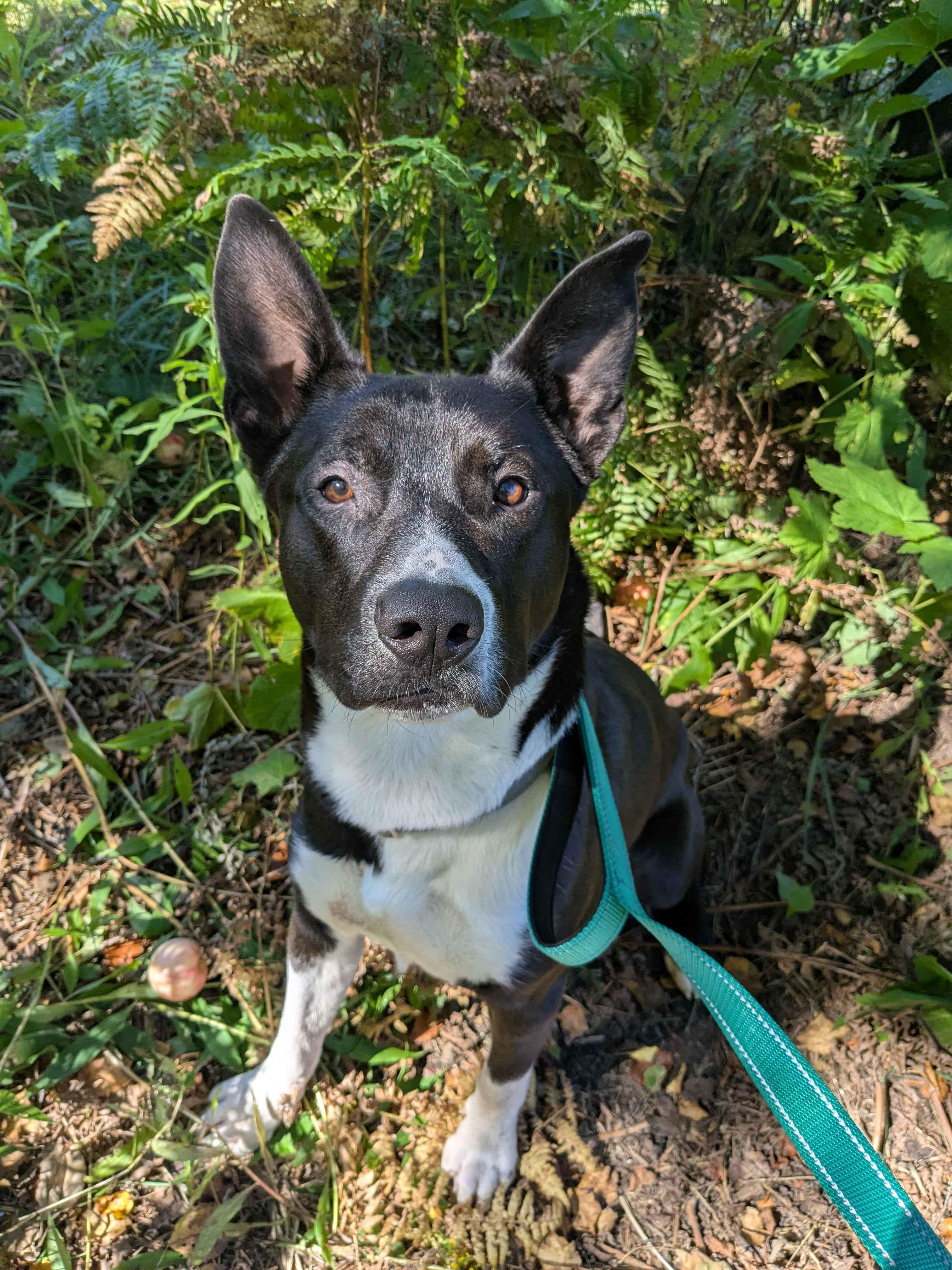 Enlarge Panda, a Adoptable Mixed Breed in Houghton, MI image 3/4