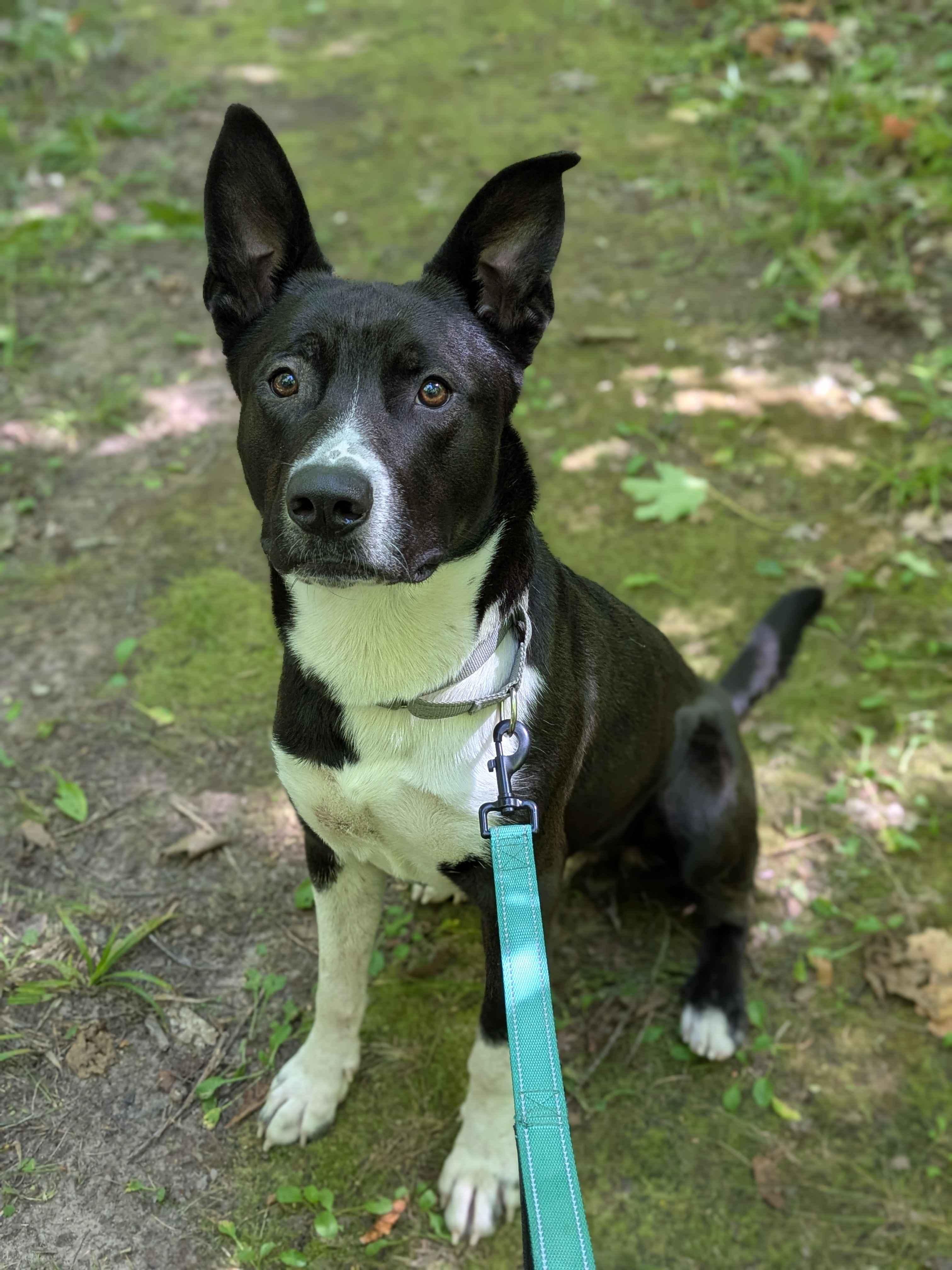 Panda, Adoptable, Young Male Mixed Breed.