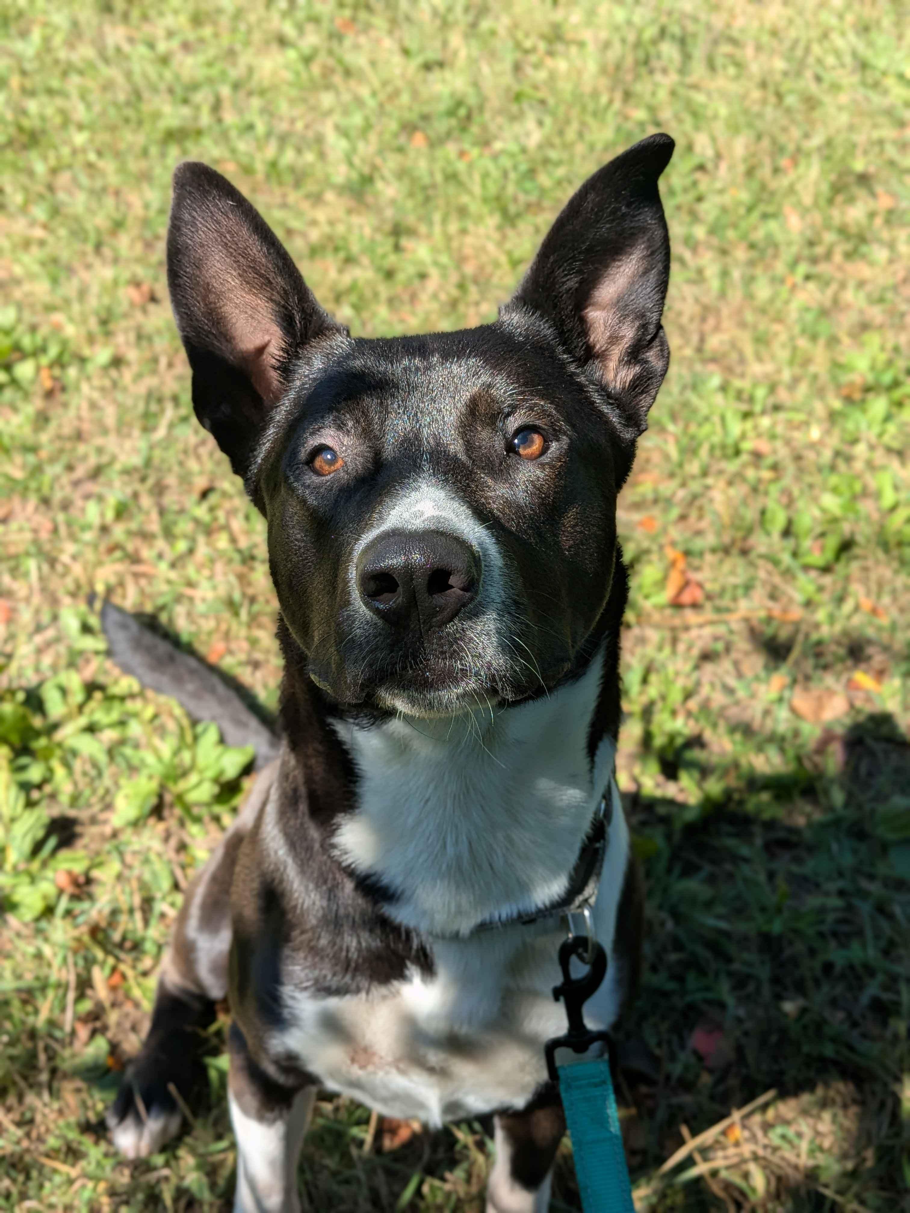 Enlarge Panda, a Adoptable Mixed Breed in Houghton, MI image 4/4