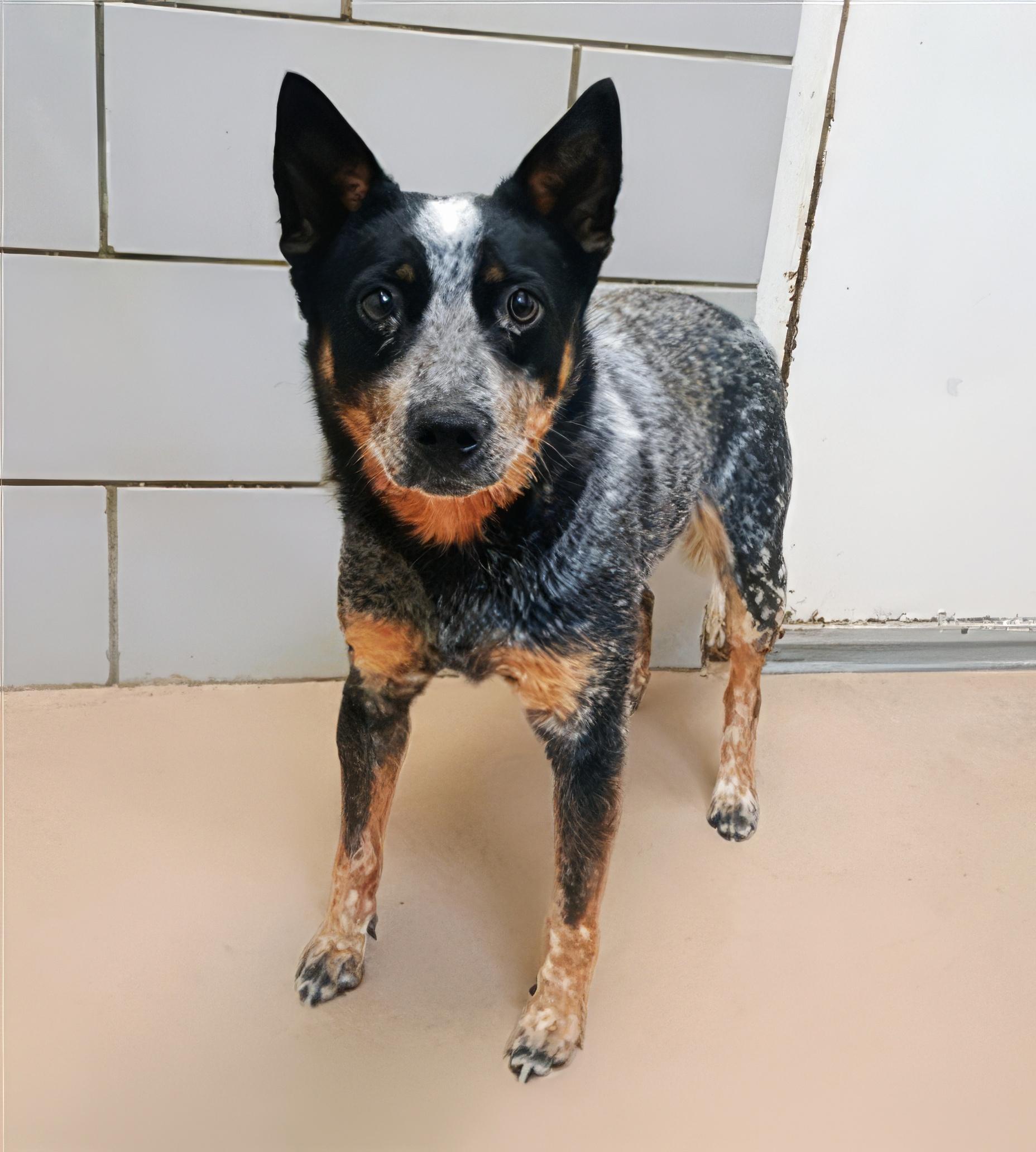 Bondi, adopted, Adult Female Mixed Breed.