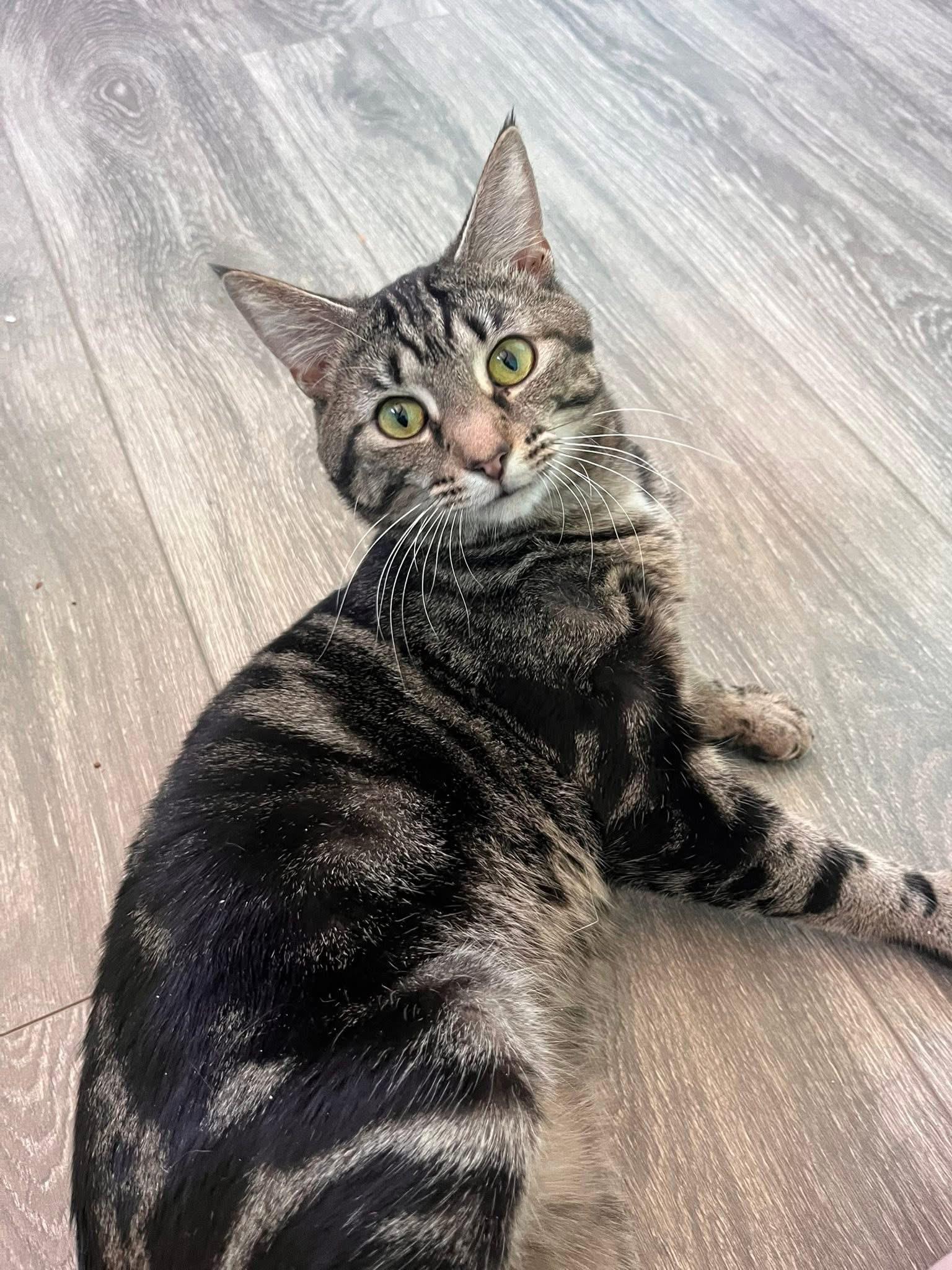 Thistle, ADOPTABLE, Adult Male Domestic Short Hair.
