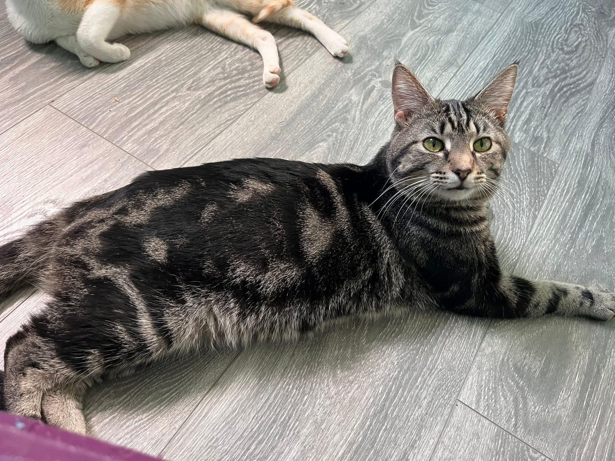 Enlarge Thistle, a ADOPTABLE Domestic Short Hair in Maryville, TN image 2/3