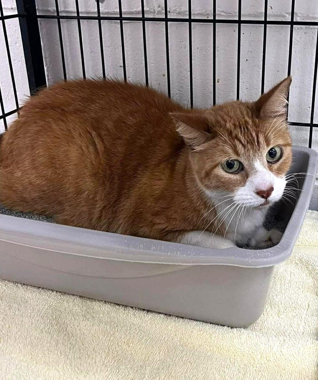 Enlarge Mandy, a Adoptable Domestic Short Hair in Savannah, GA image 2/2