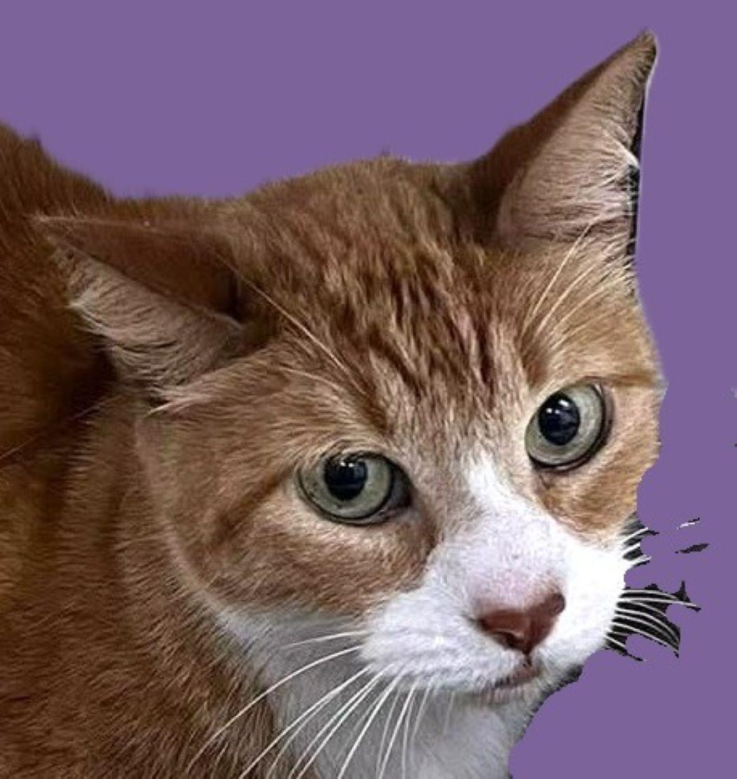 Mandy, Adoptable, Adult Female Domestic Short Hair.