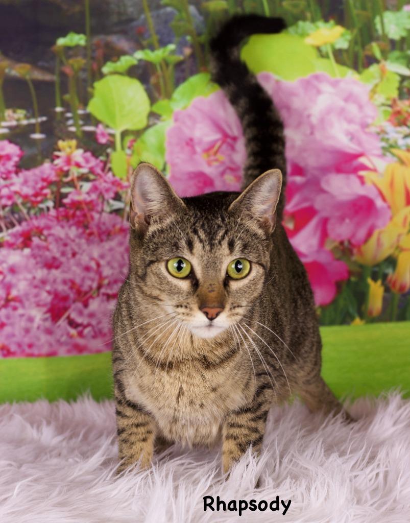 Rhapsody, Adoptable, Young Female Domestic Short Hair.