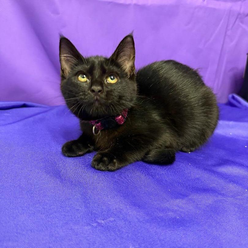 Holly, Adoptable, Kitten Female Domestic Short Hair.