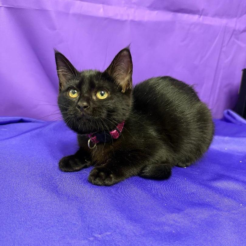 Holly, a Adoptable Domestic Short Hair in North Myrtle Beach, SC image 2/2