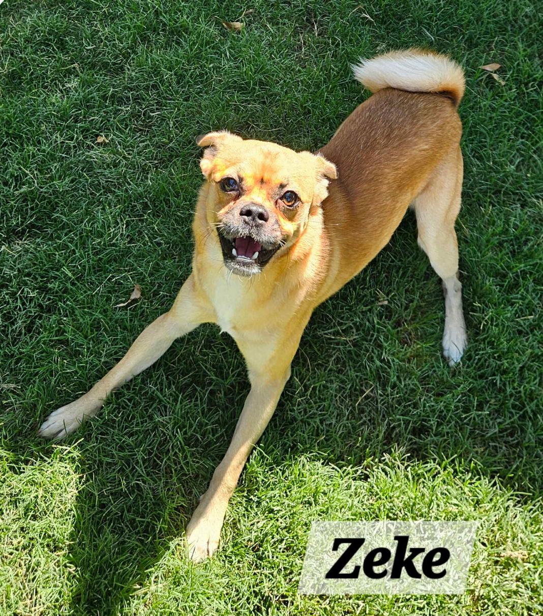 Zeke
