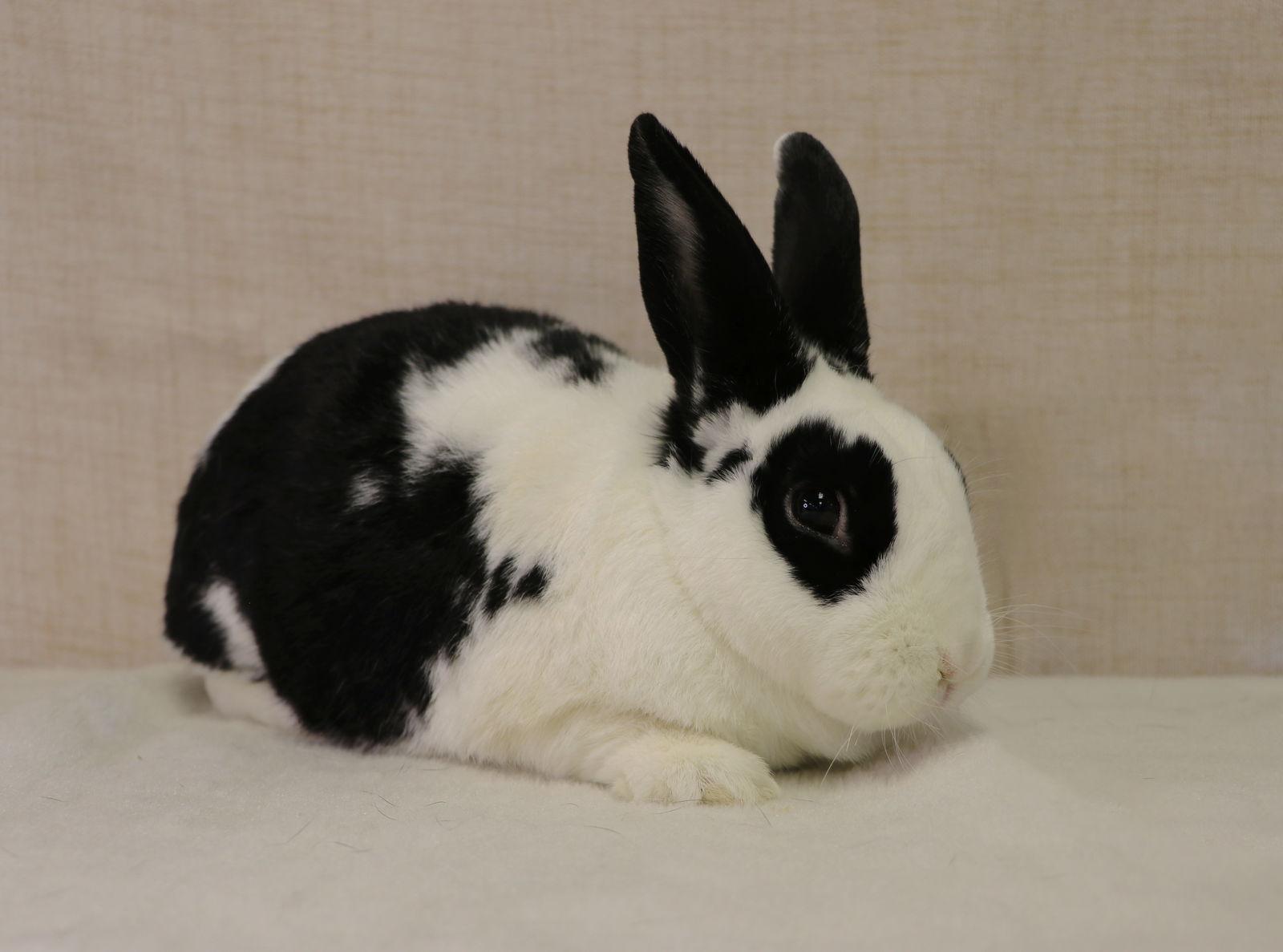 Enlarge Jelly Bean, a Adoptable English Spot in Lakeville, MN image 1/3