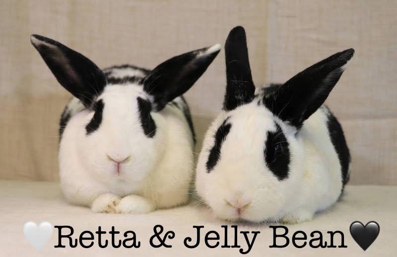 Enlarge Jelly Bean, a Adoptable English Spot in Lakeville, MN image 2/3