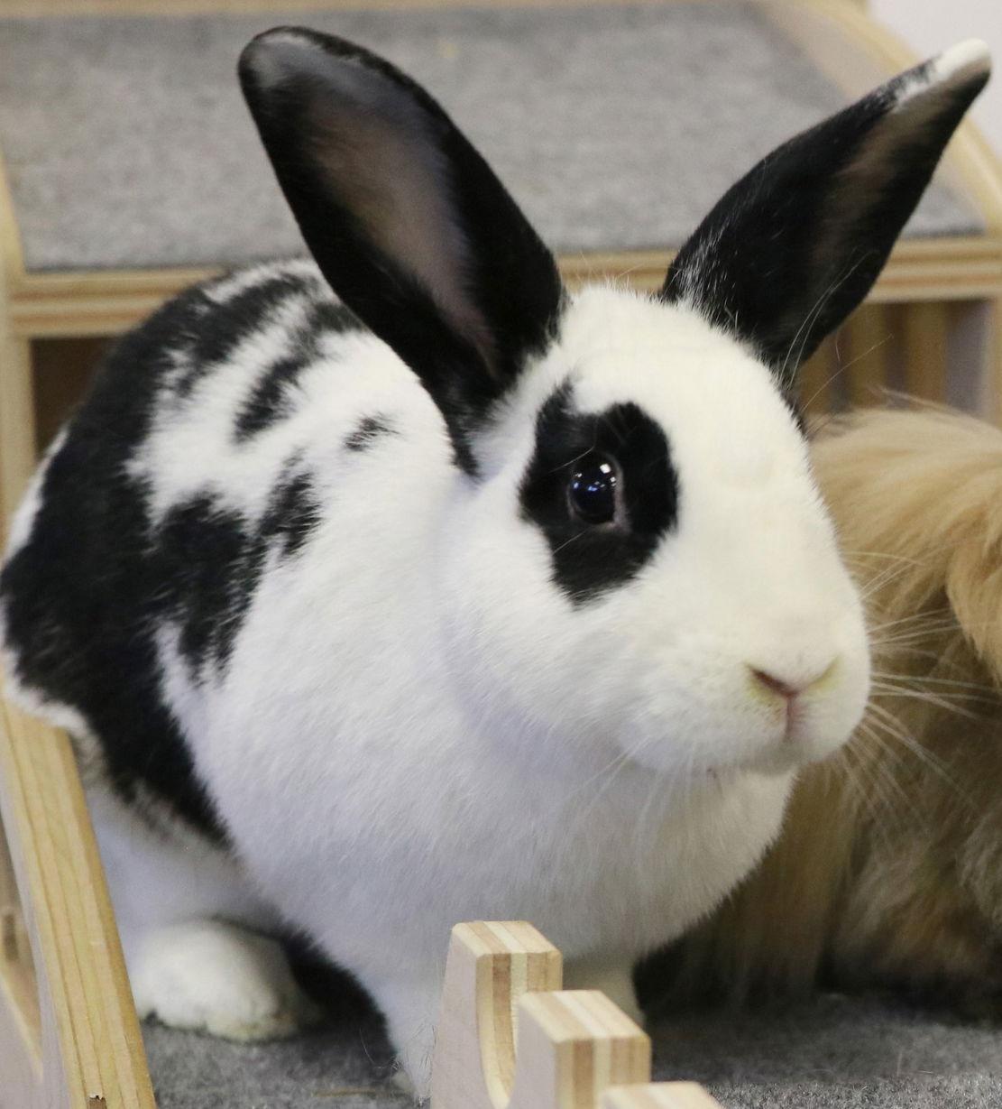 Enlarge Jelly Bean, a Adoptable English Spot in Lakeville, MN image 3/3