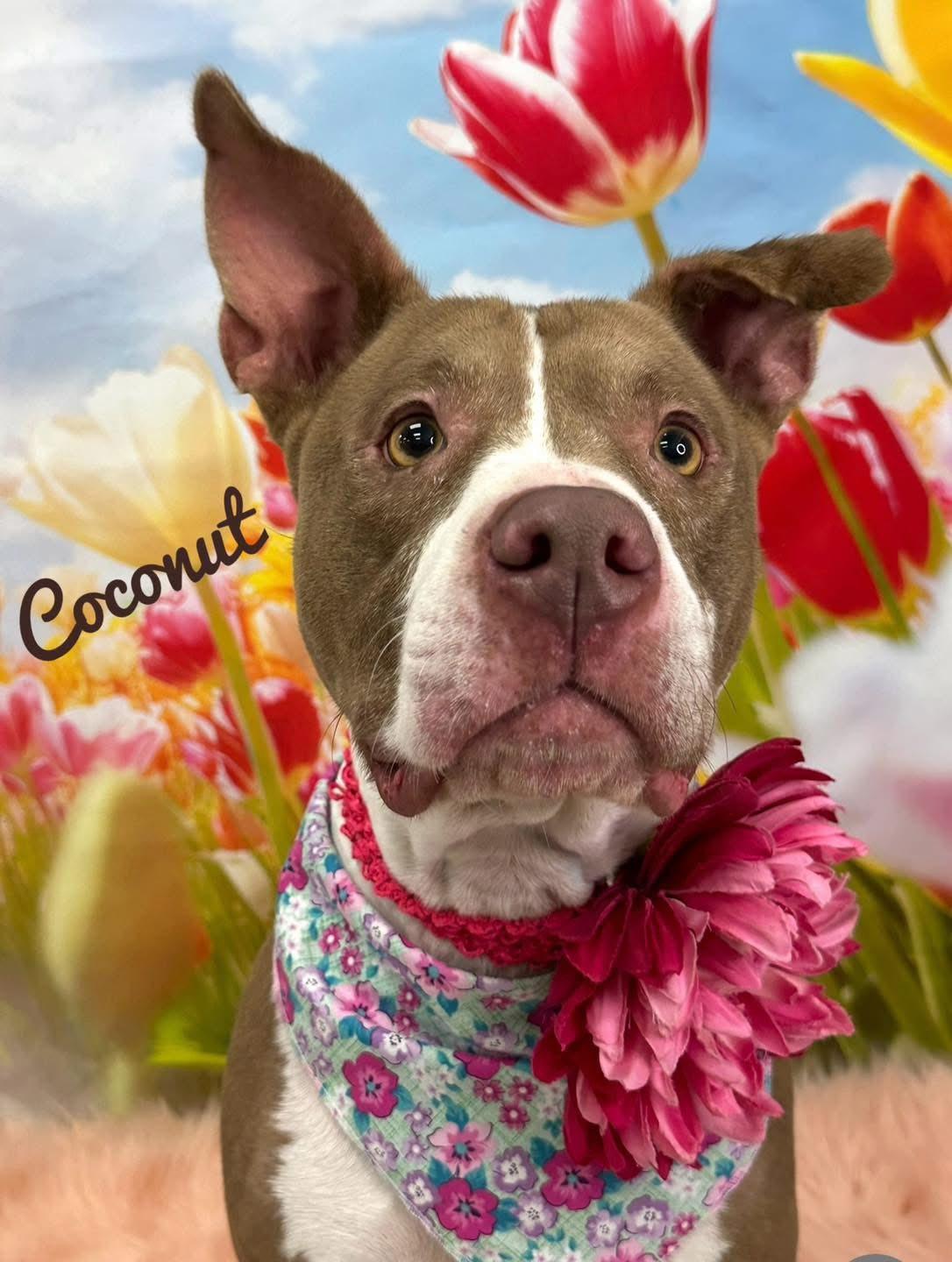 Coconut, Adult Female Mixed Breed
