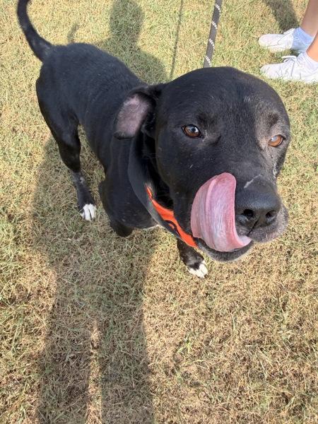 Enlarge Lester, a Adoptable mixed breed in Morristown, TN image 1/1