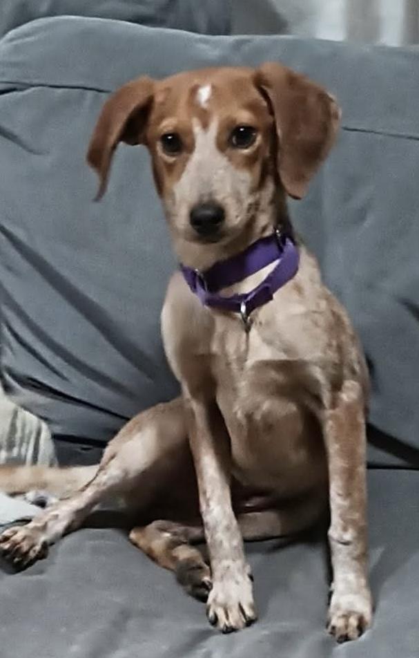 Dolly, ADOPTABLE, Young Female Mixed Breed.