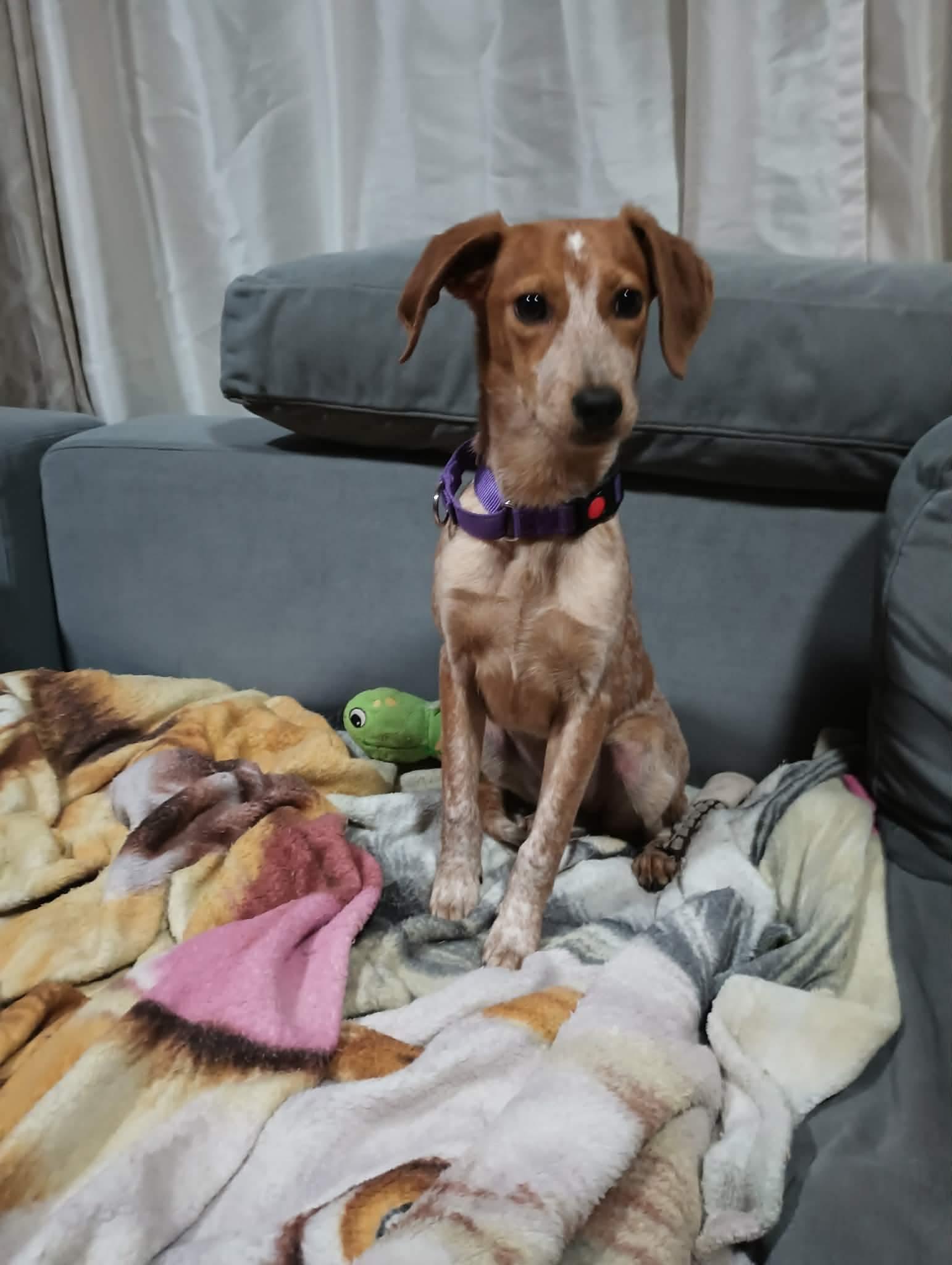 Dolly, a ADOPTABLE Mixed Breed in Highland, NY image 2/3