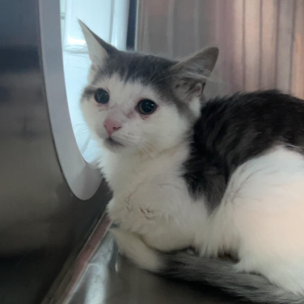Ajax, a Adoptable Domestic Short Hair in Knoxville, TN image 2/2