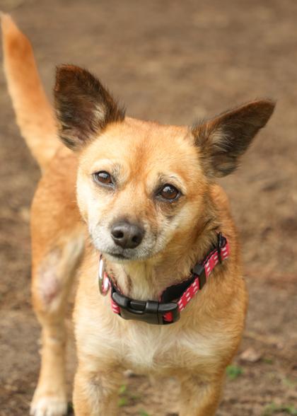 Enlarge Andromeda 62608, a Adoptable mixed breed in Aiken, SC image 1/3