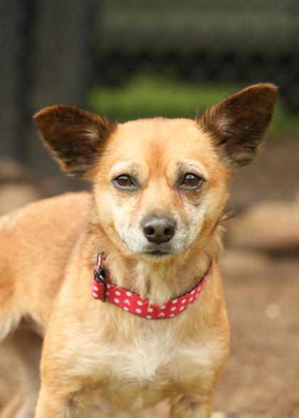 Enlarge Andromeda 62608, a Adoptable mixed breed in Aiken, SC image 2/3