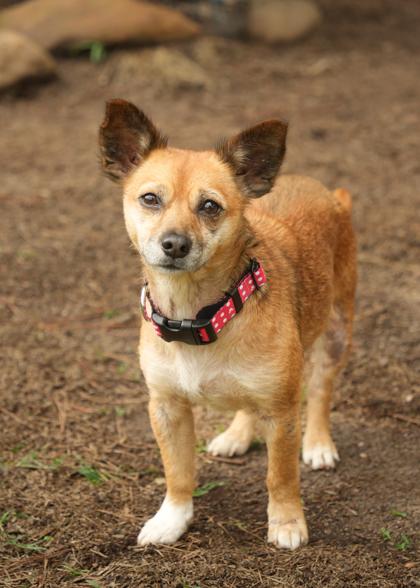 Enlarge Andromeda 62608, a Adoptable mixed breed in Aiken, SC image 3/3