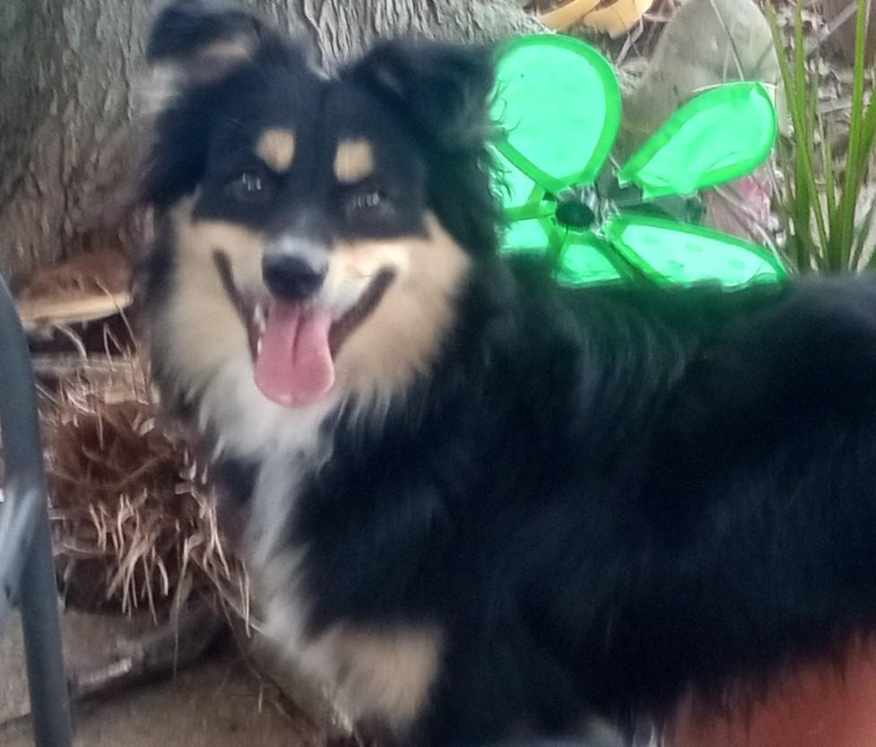 Atlas, a Adoptable mixed breed in Silsbee, TX image 2/4