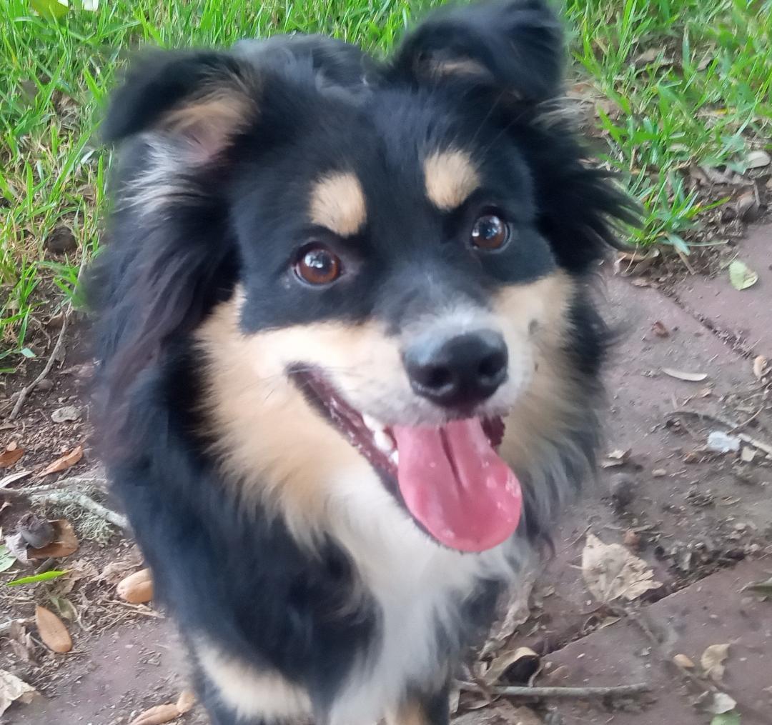 Atlas, a Adoptable mixed breed in Silsbee, TX image 3/4