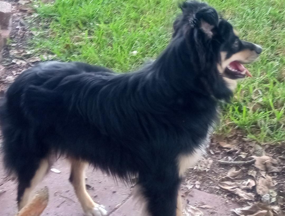 Atlas, a Adoptable mixed breed in Silsbee, TX image 4/4